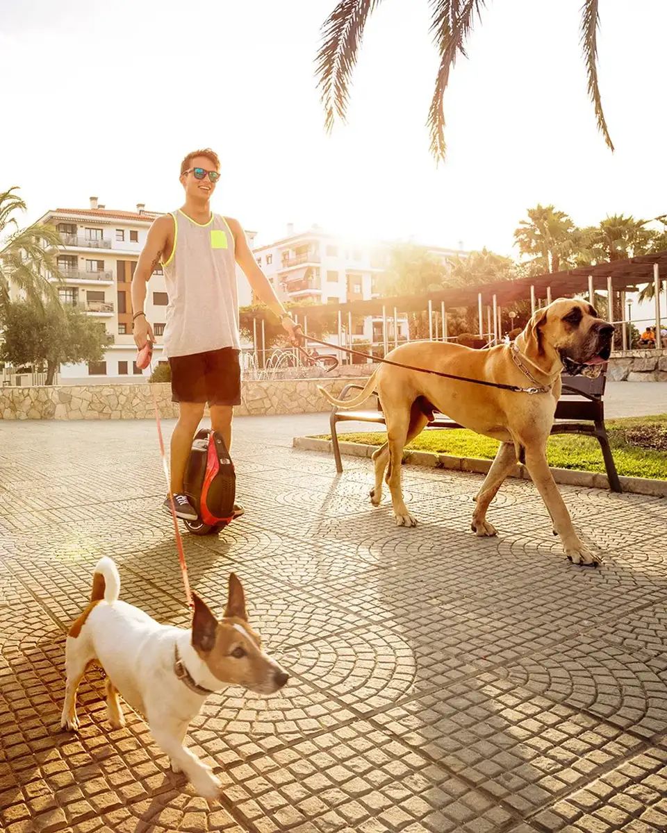 Escena lifestyle al atardecer con chico paseando perros por la ciudad